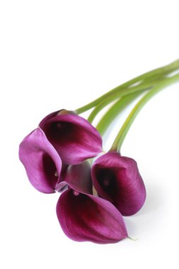 Purple Calla Lilies clipart