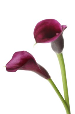 Purple Calla Lilies clipart