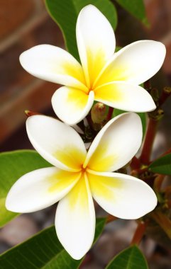 Frangipani (Plumeria) clipart