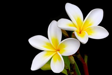 Frangipani clipart