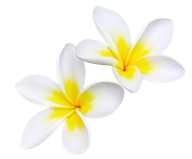 Frangipani (with Path) clipart