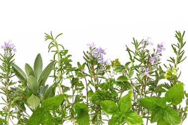 Herb Border clipart