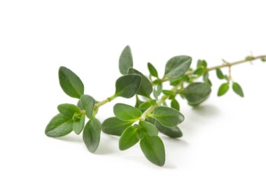 Thyme clipart