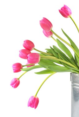 Pink Tulips clipart