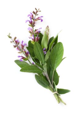 Flowering Sage clipart