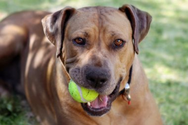 Dog and Ball clipart