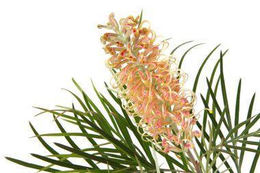 Grevillea