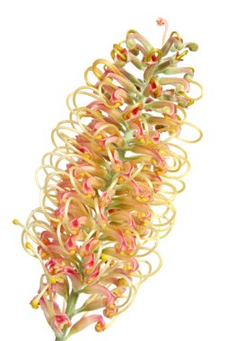 Grevillea