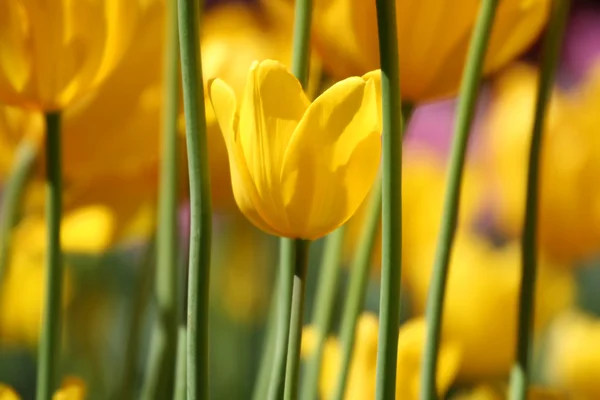 stock image Yellow Tulips