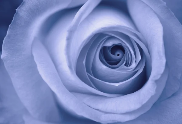 Blue Rose — Stock Photo, Image