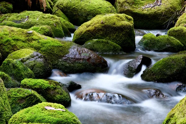 Mossy rivier rotsen — Stockfoto