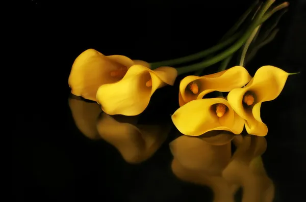 Goldene Callas — Stockfoto