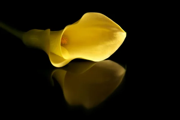 Kultainen Calla Lily, heijastunut — kuvapankkivalokuva