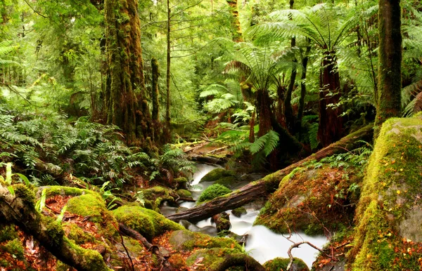 Starobylý deštný prales — Stock fotografie