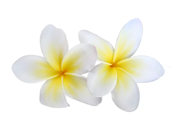 Dwa frangipanis na białym tle — Zdjęcie stockowe