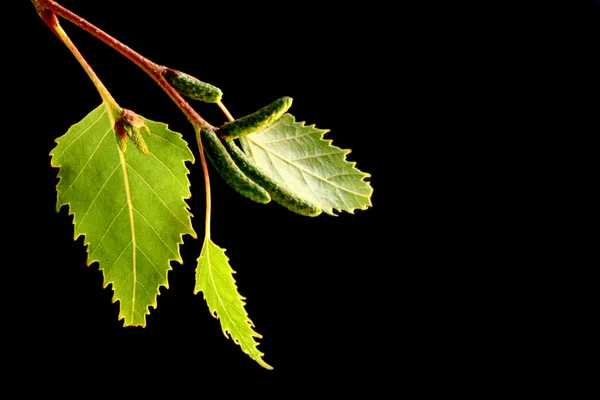 검은 잎 — 스톡 사진