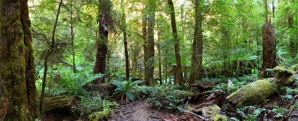 Regenwaldpanorama — Stockfoto
