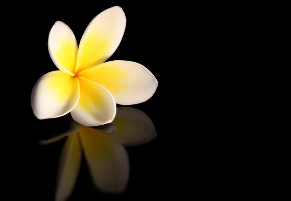 Frangipani on Black — Stock Photo, Image