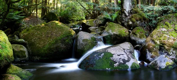 Regenwald-Flusspanorama — Stockfoto