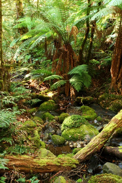 Respite foresta pluviale — Foto Stock