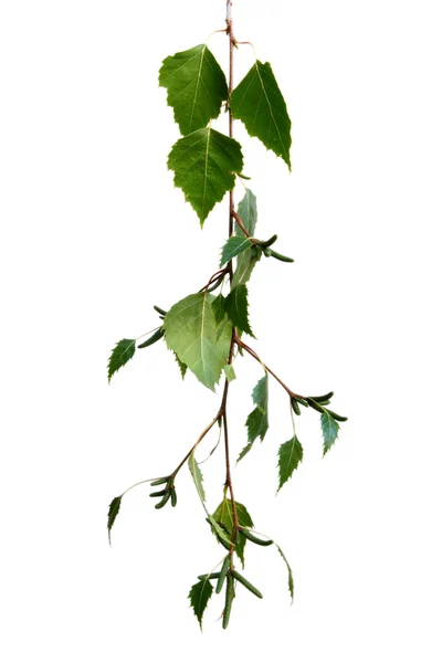 Gümüş huş ağacı yaprakları — Stok fotoğraf