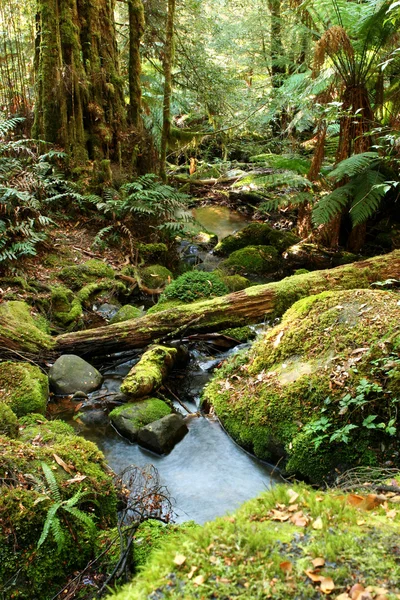 Magia della foresta pluviale — Foto Stock