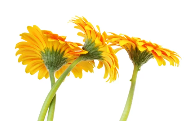 Gyllene gerbera daisies — Stockfoto