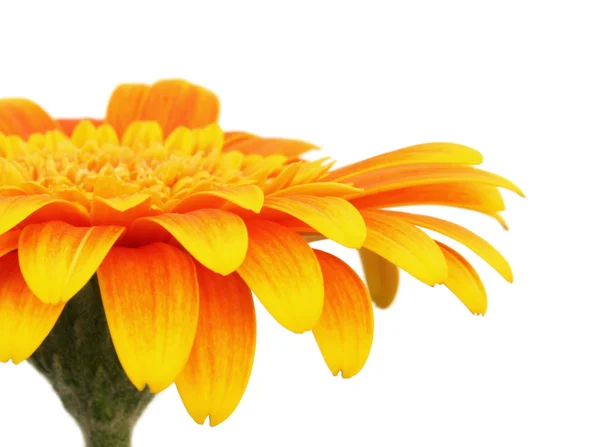 Gyllene gerbera daisy — Stockfoto