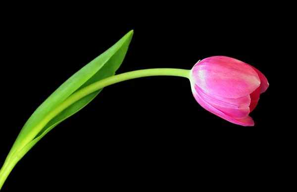Tulipe rose sur noir — Photo