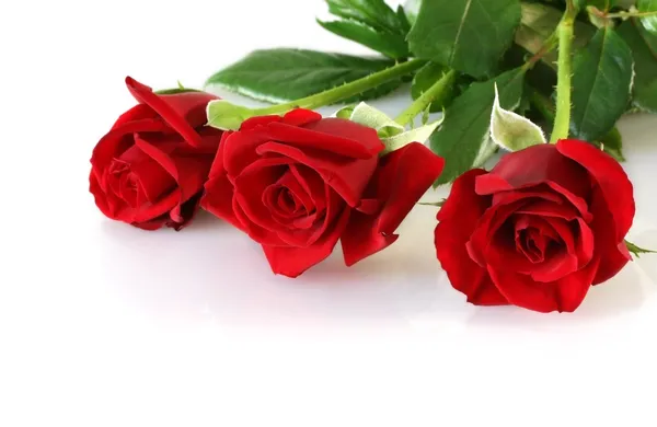 Три красные розы — стоковое фото