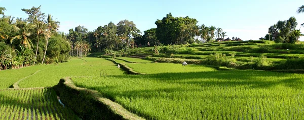 Balinese Rice Terraces — Stock Photo, Image