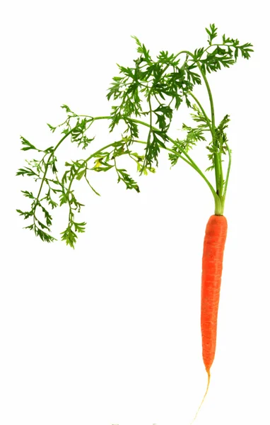 Zanahoria bebé — Foto de Stock