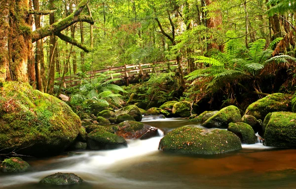 열대우림 다리 — 스톡 사진