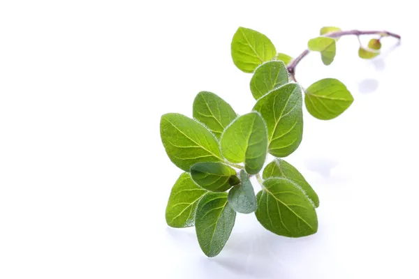 Oregano — Stockfoto