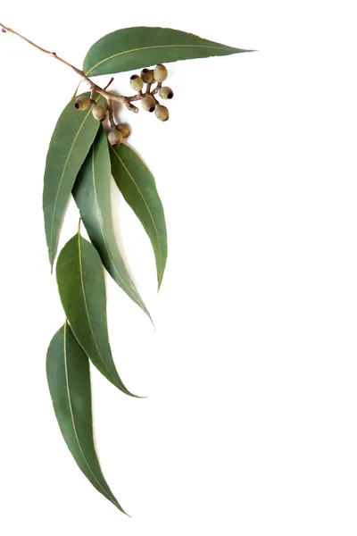 실리콘 껌의 잎 및 gumnuts — 스톡 사진