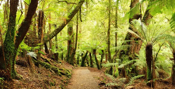 Rainforest Panorama — Stock Photo, Image