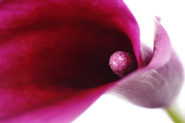 Фіолетовий Калла лілії — стокове фото