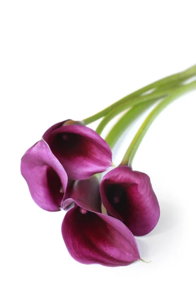 Purple Calla Lilies — Stock Photo, Image