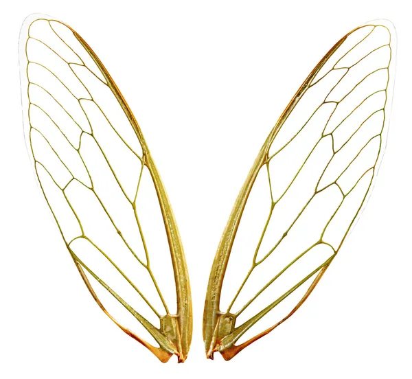 Vleugels (wth pad) — Stockfoto