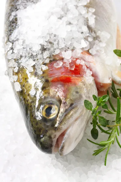 Salt-crusted Trout — Stock Photo, Image