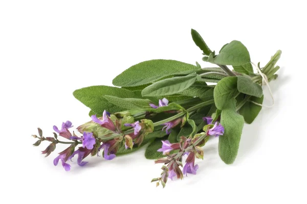 Flowering Sage — Stock Photo, Image