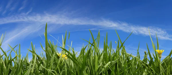 Трави і небо Панорама — стокове фото