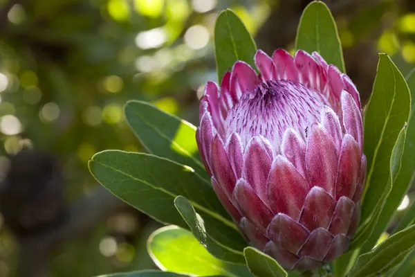 Protea — Stok fotoğraf
