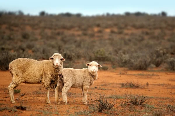 オーストラリアの羊 — ストック写真