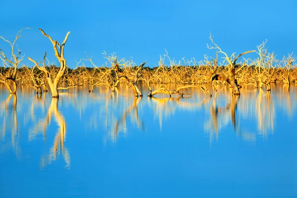 물속에 잠긴된 나무 — 스톡 사진