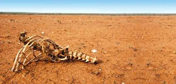 Bones in the Desert