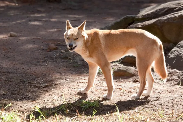 Dingo — Stok fotoğraf