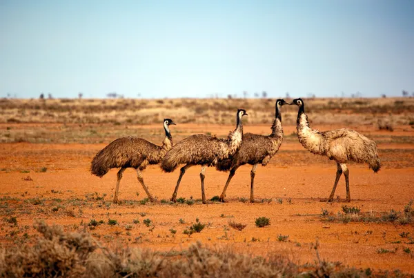 Emus do Outback — Fotografia de Stock