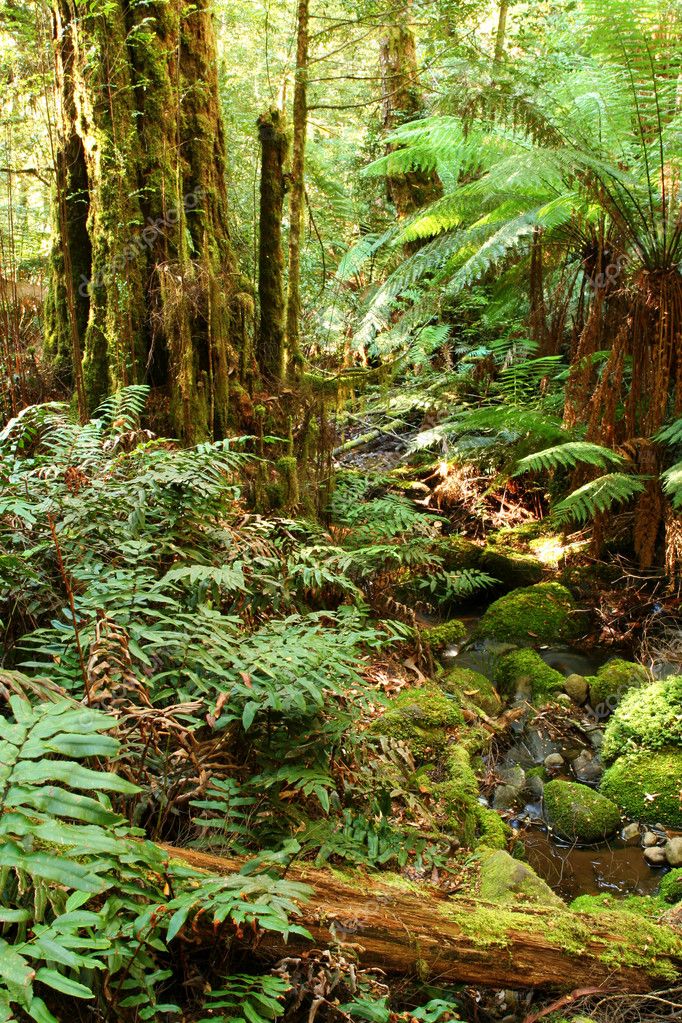 Rainforest Creek — Stock Photo © robynmac #5525559