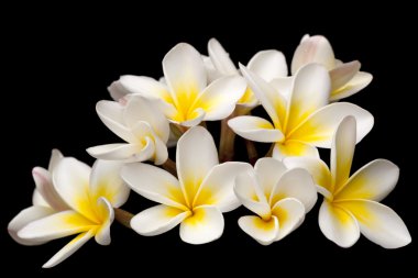 Plumeria clipart